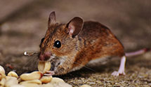 24 Hour & Emergency Exterminators in Woolwich Twp, NJ